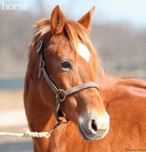 8 Things to Know Before You Adopt a Rescue Horse