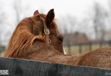 Horse at the Kentucky Equine Adoption Center