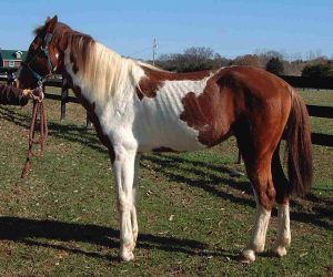 5 Things to Know Before Bringing Home a Rescue Horse