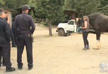 A Clydesdale and His Rider Thank the Firefighters Who Rescued Them firefighters