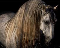 Robert Vavra Exhibit Opens at The International Museum of the Horse This Month robert vavra