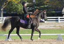 Rocky Mountain Horse