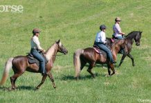 rocky mountain horse group