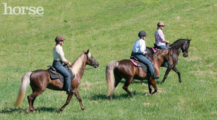 rocky mountain horse group