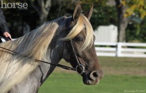 Snaffle Bits for Gaited Horses