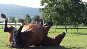 The Truth about Colic