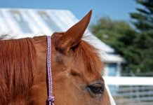 halter counter canter