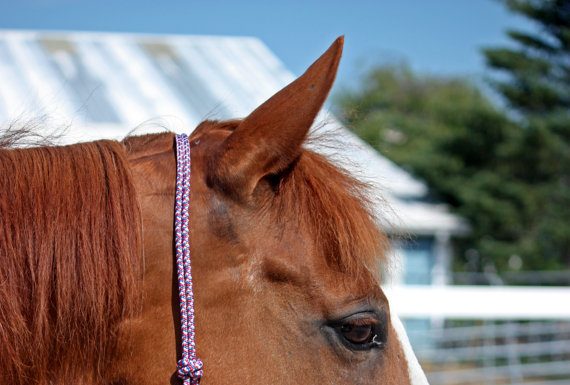 halter counter canter