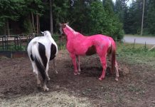 Pink Pinto Horse is the Result of an Honest Miscommunication rosy painted pink