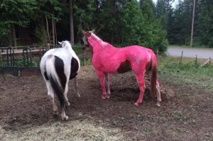 Pink Pinto Horse is the Result of an Honest Miscommunication