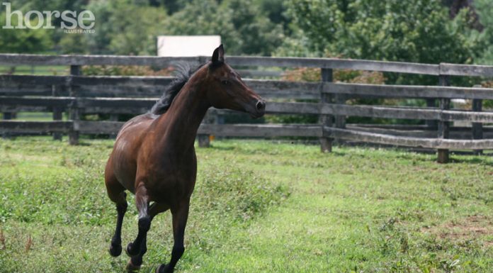 running horse in pasture