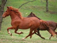 Donations of equine goods and services requested for NetPosse.com auction running horses