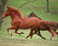 running horses