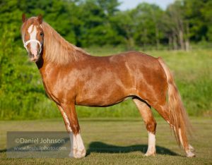 What is the Sabino Coat Pattern?