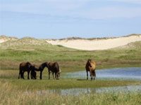 Sable Island, known for its wild horses, is now a national park sable island horses