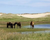 sable island horses