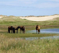 sable island horses