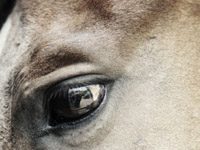 Equine Photographers Network showcases less-fortunate horses horse sad eye