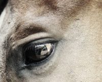 horse sad eye