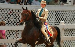 saddle seat equitation
