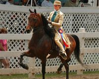 United States Saddle Seat Equitation Team Wins Three-Gaited Gold saddle seat equitation