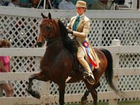 saddle seat equitation