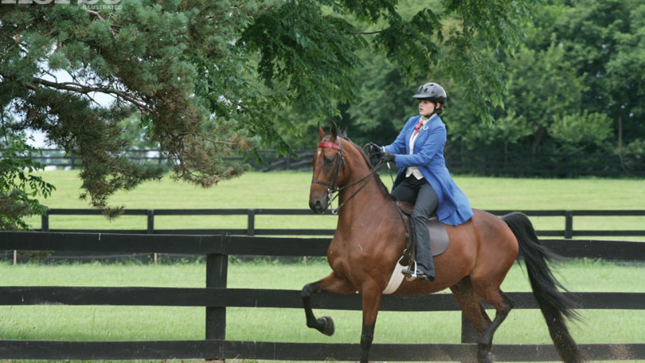 Helmets in Saddle Seat and Western Classes - Horse Illustrated