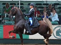 saddlebred equitation blue
