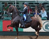 2012 U.S. Saddle Seat World Cup team selection trials under way saddlebred equitation blue