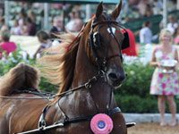 saddlebred fine harness