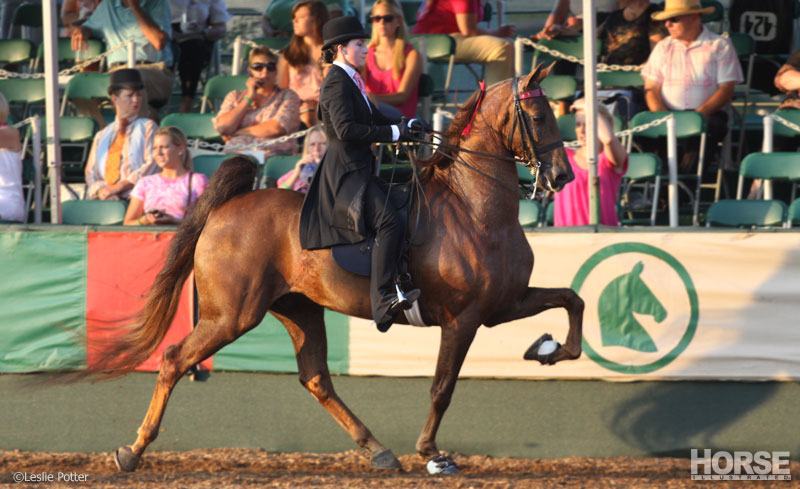 A five-gaited American Saddlebred performing at the rack.
