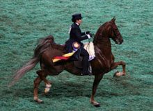Party Like it’s 1959 saddlebred louisville