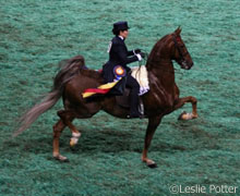 saddlebred louisville