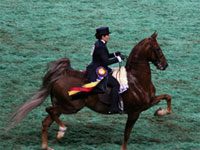 saddlebred