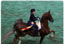 saddlebred