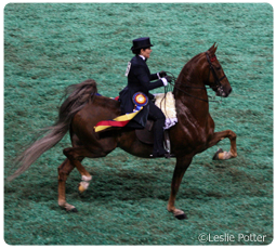saddlebred