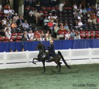saddlebred world championship