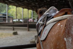 Upcoming Research Aims to Create Guidelines for Rider Weight