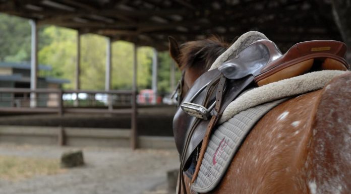 saddled horse english