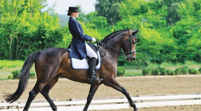 saddley dressage horse