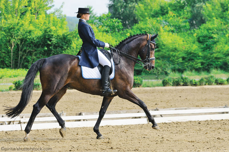 Ask the Expert: Dressage Transition
