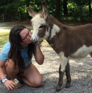 A Therapy Donkey in Training