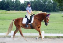 Pony dressage schooling