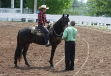 schooling show judge western