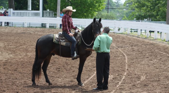 schooling show judge western