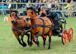 Scurry Driving: Your New Favorite Equestrian Sport