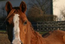 Treatment Options for Joint Inflammation senior horse