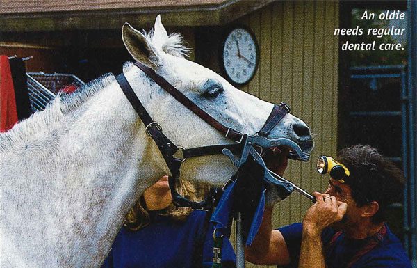 Senior Horse Dental Exam