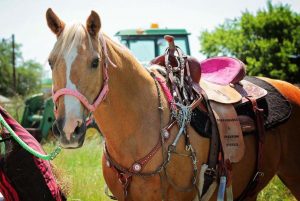 Gallery: 27 Wonderful Senior Horses