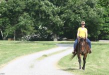 Exercise for Senior Horses senior horse riding
